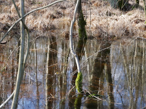 Fototapeta Naklejka Na Ścianę i Meble -  Bäume im Sumpf