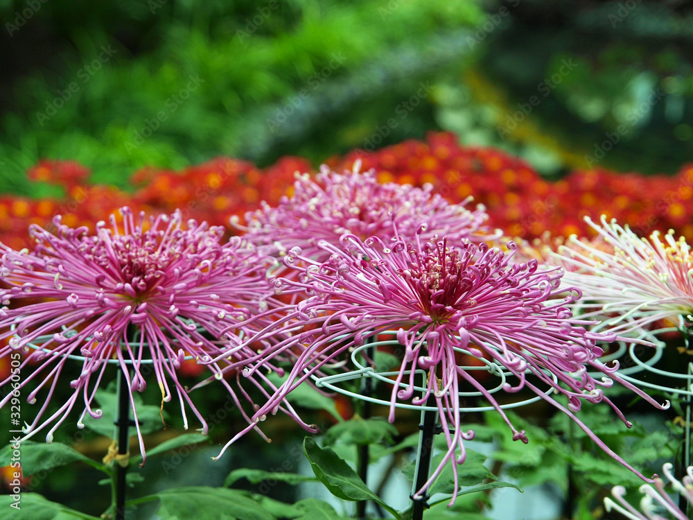 Obraz premium Japanese chrysanthemum of various colors known as spider