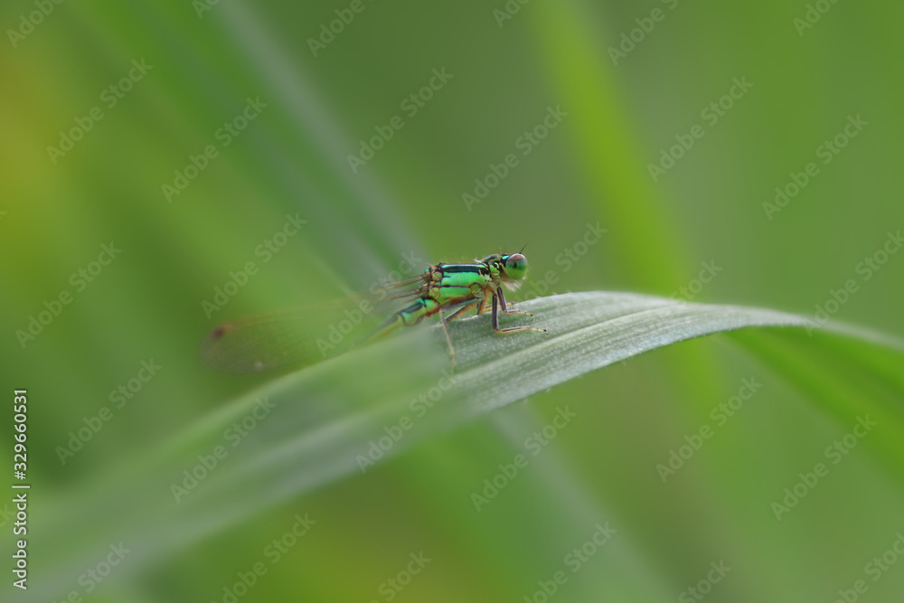 Close up shot of dragonfly on the leaf Close up shot of dragonfly on the leaf