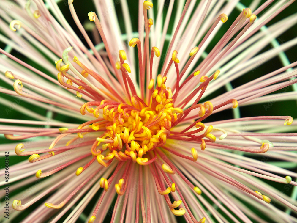 Japanese chrysanthemum of various colors known as spider Stock Photo ...