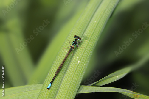 Close up shot of dragonfly on the leaf
