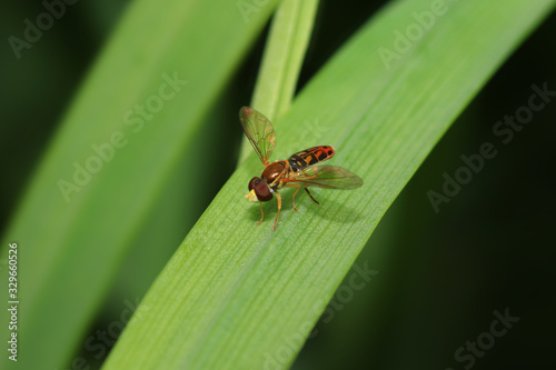 Extreme close up shot of a fly on the leaf