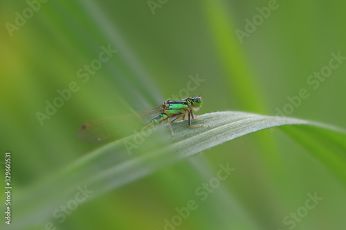 Close up shot of dragonfly on the leaf © SNEHIT PHOTO
