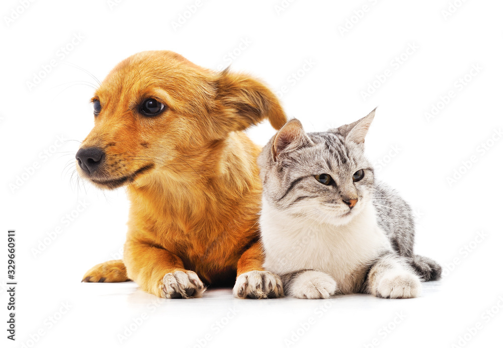 Kitten and puppy. Kitten and puppy.