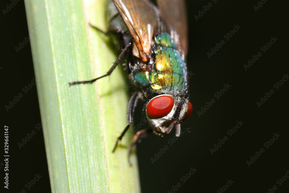 Naklejka premium Extreme close up shot of Fly on plant