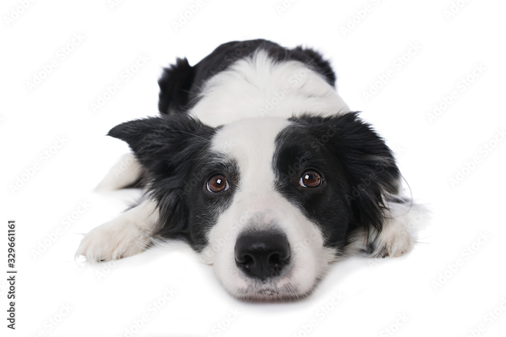 Young border collie dog lying on white background and looking up