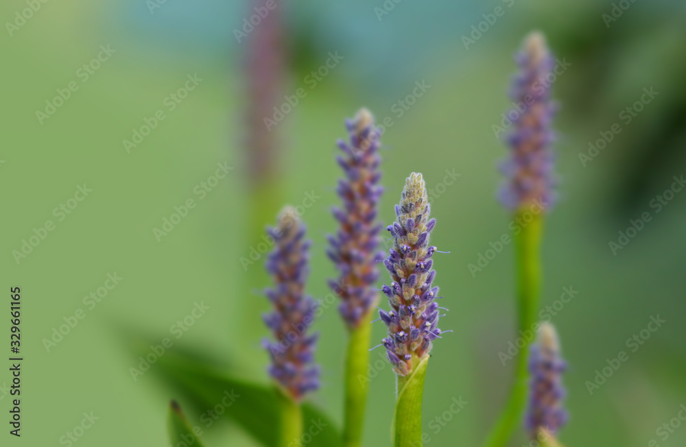 Close up shot of lavender flowers Close up shot of lavender flowers