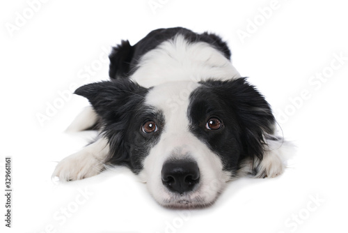 Young border collie dog lying on white background and looking up © DoraZett