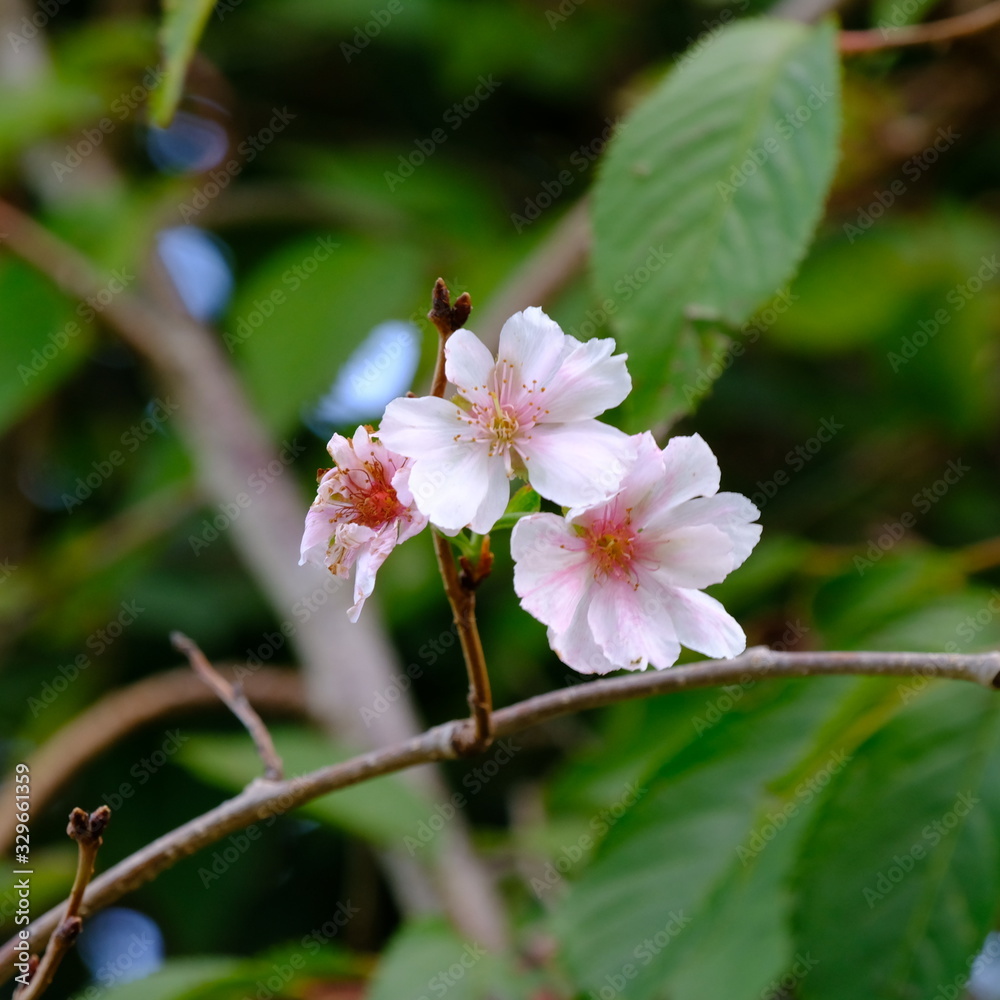apple tree blossom apple tree blossom