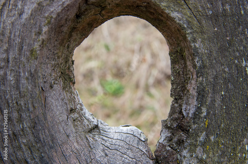blures grass seen thrugh the hole of a tree photo