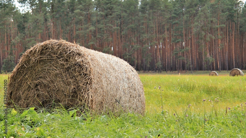 Lato, zborze, siano, plony, łąka, pole, snopki, niebo, natura, pejzarz, rzniwa, kr