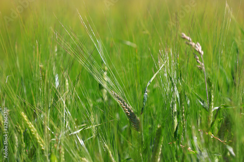 Green fresh wheat ears close up shot