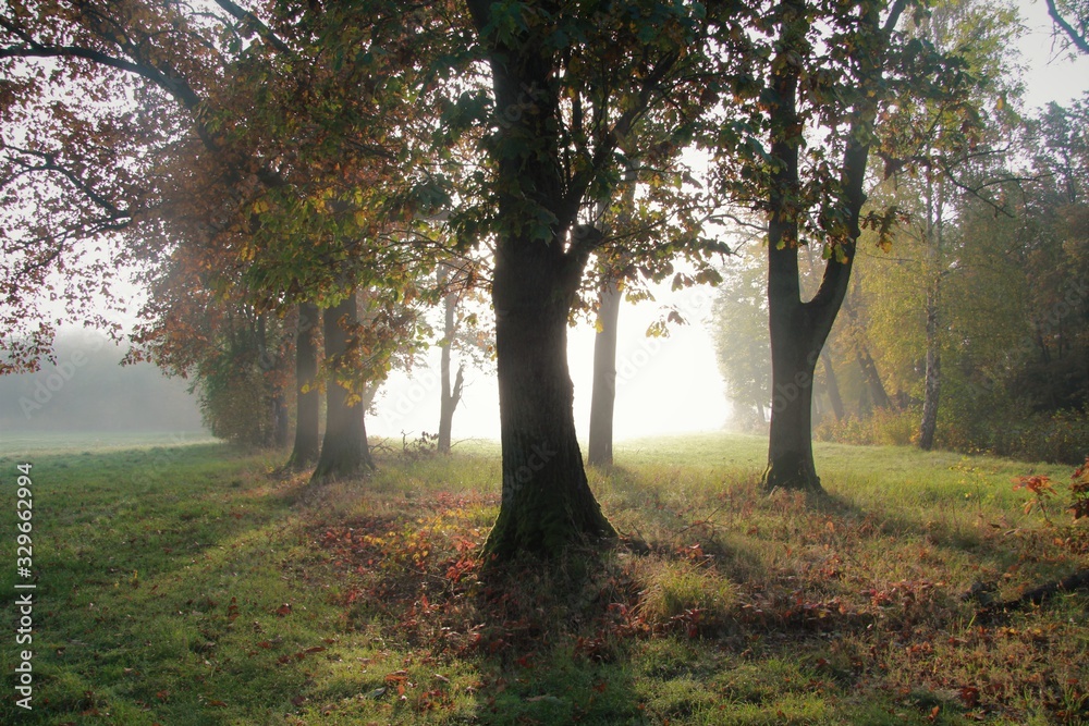 mgła, jesień, drzewa, pole, chmiel, liście, kolory, jesień, poranek, 