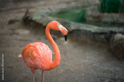 Flamingo on both legs facing right