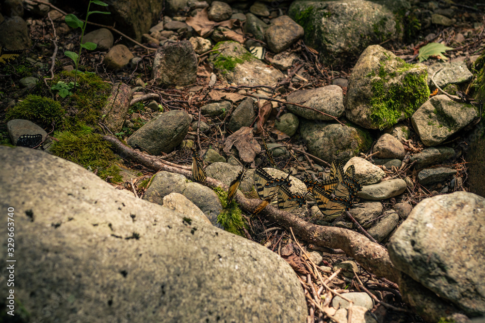 Many yellow butterflies standing in group between stones, papilio glaucus Many yellow butterflies standing in group between stones, papilio glaucus