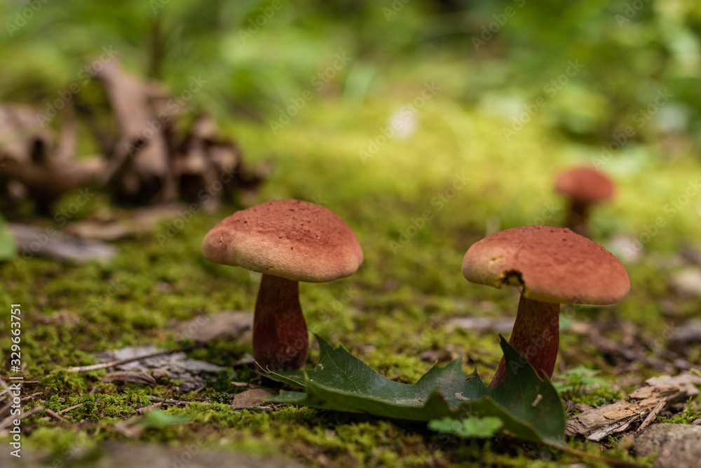 Mushrooms growing up in a forest moss ground Mushrooms growing up in a forest moss ground