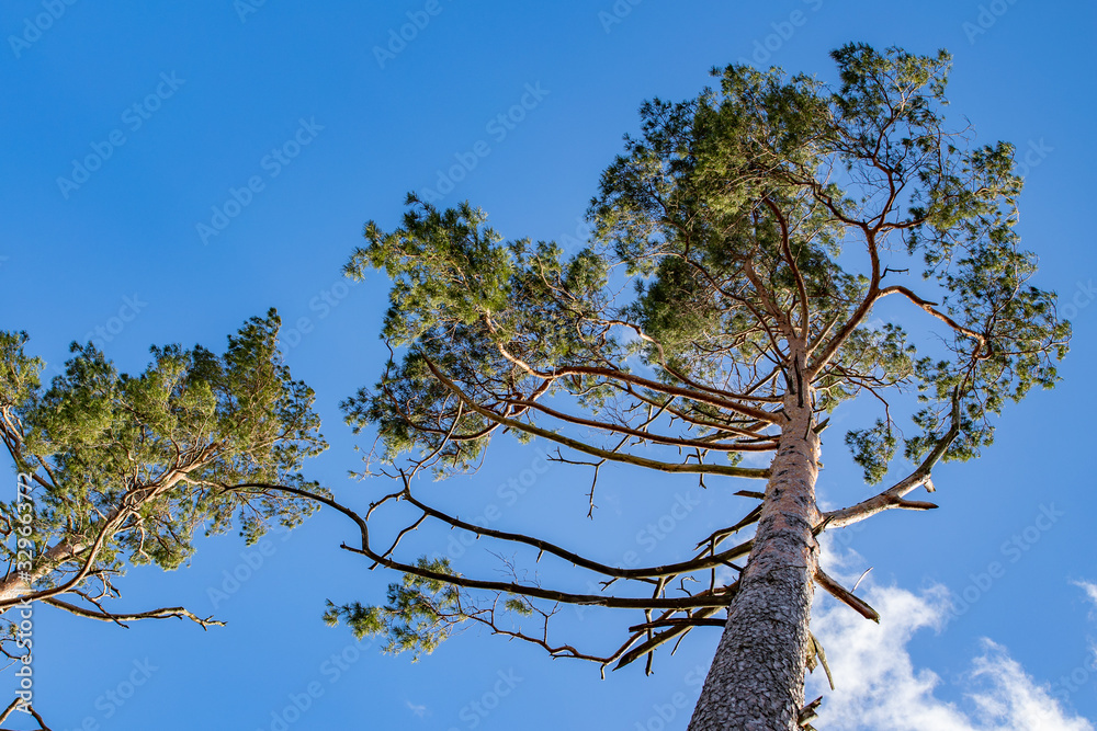 The crown of the young pine on the background of blue sky. Coniferous tree in Central Europe. The crown of the young pine on the background of blue sky. Coniferous tree in Central Europe.