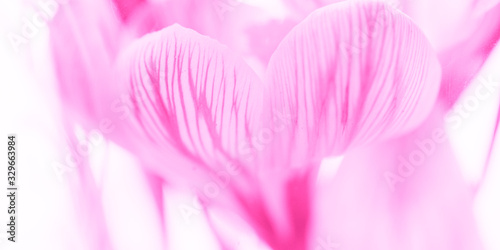 Pink crocus flower closeup. Design art card.