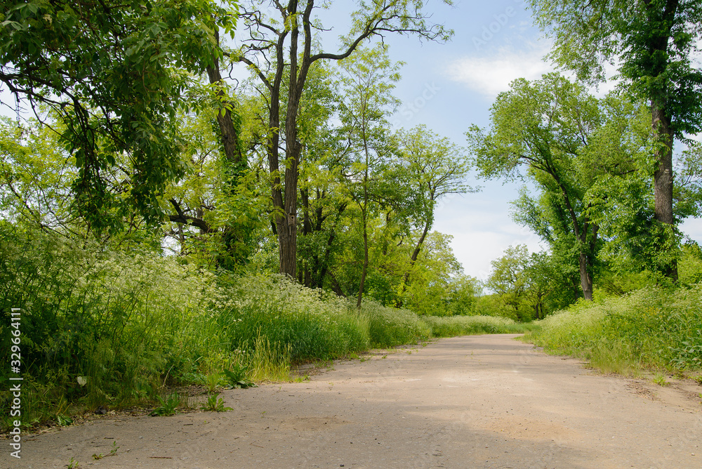 Abandoned road in the forest, strewn with grass and trees Abandoned road in the forest, strewn with grass and trees