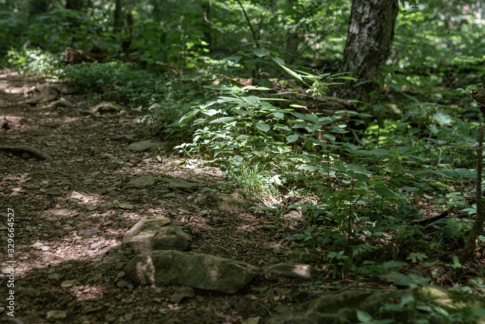 rattlesnake crawls over walkway in forest