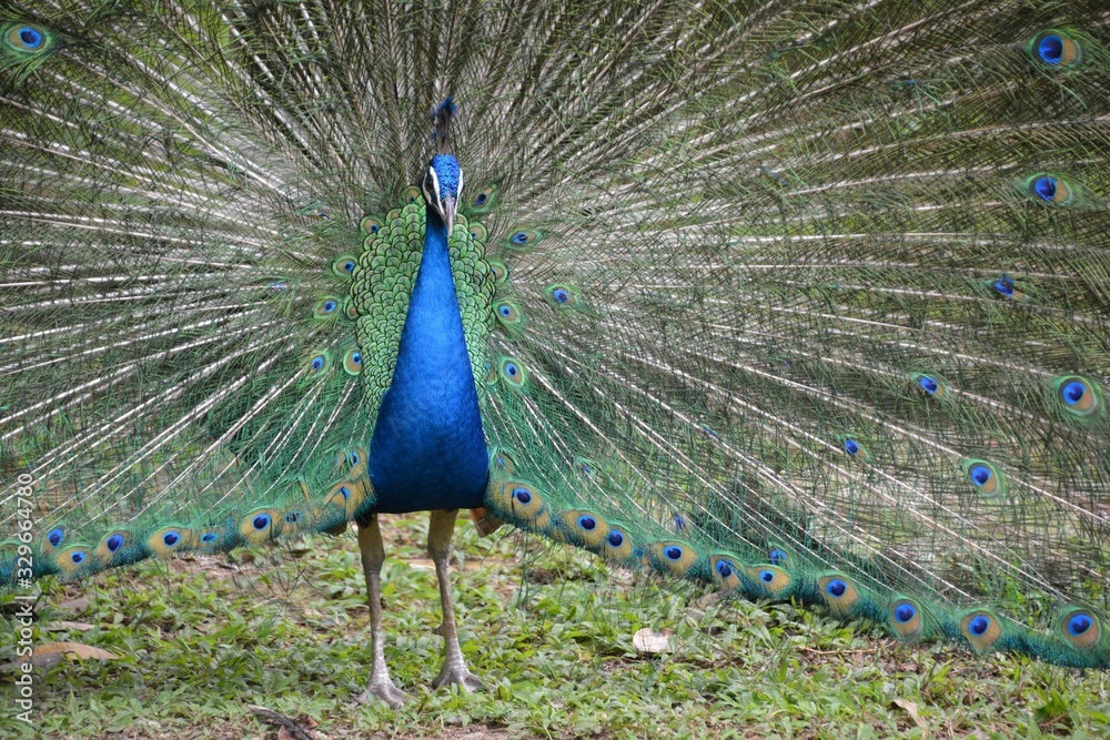 Obraz premium peacock with a loose tail close up