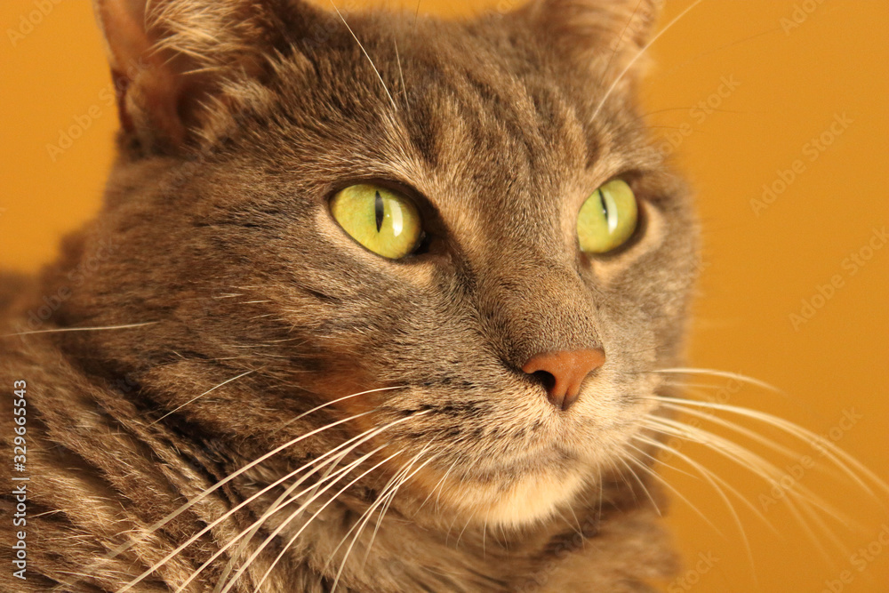 Portrait of Gray Tabby Cat
