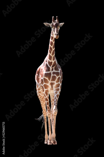 Sticker Giraffe Isolated on Black