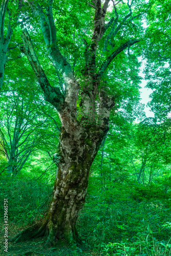 緑が生い茂るブナ林 © tetsusan