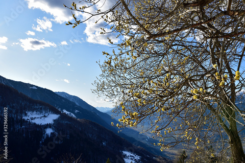 A goat willow blooming over the mountains