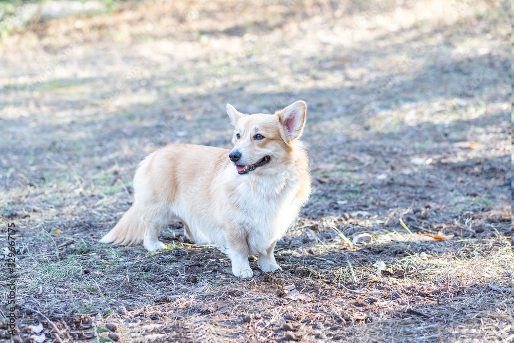 Corgi walks in a beautiful park