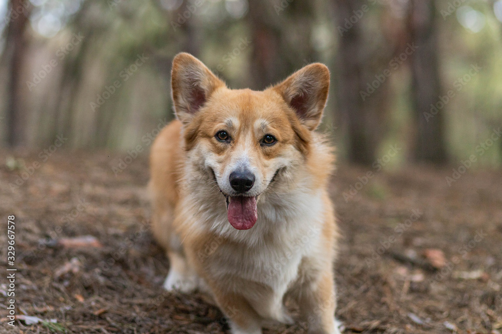 Walk with the dog in the park.