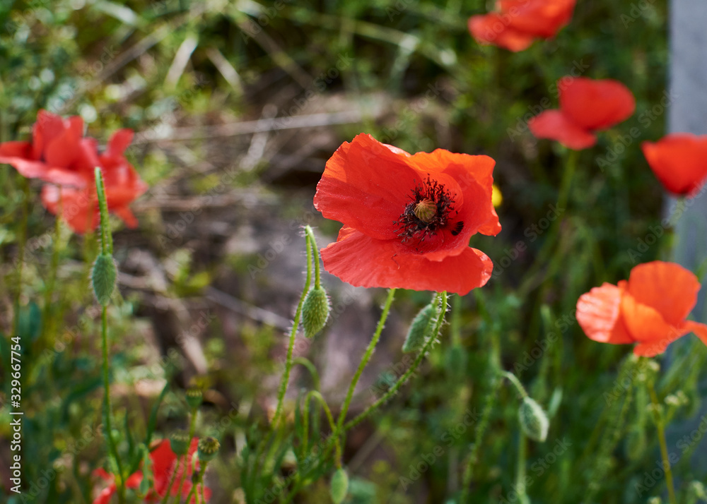 Red poppies looking at the warm spring Red poppies looking at the warm spring