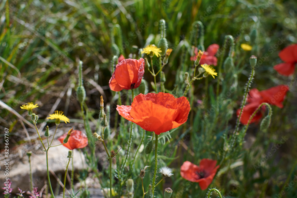 Red poppies looking at the warm spring Red poppies looking at the warm spring