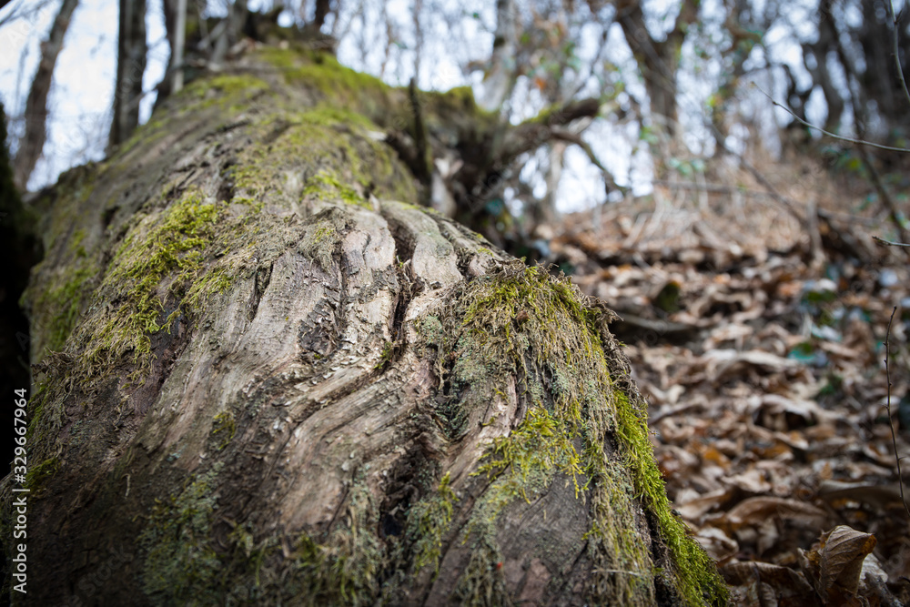 tree with moss on roots in a green forest or moss on tree trunk. Tree bark with green moss. Azerbaijan nature. tree with moss on roots in a green forest or moss on tree trunk. Tree bark with green moss. Azerbaijan nature.