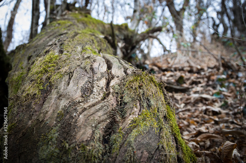 tree with moss on roots in a green forest or moss on tree trunk. Tree bark with green moss. Azerbaijan nature. © zef art