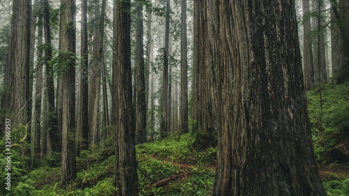 large redwoods in california 
