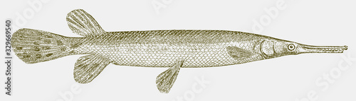 Shortnose gar lepisosteus platostomus, thin aquarium fish native to the United States in side view