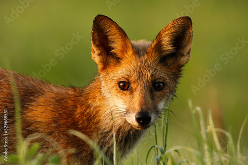 Close-up of a red fox, vulpes vulpes, wet from morning dew looking to camera on summer morning. Wild mammal watching on meadow with green grass. Animal predator at sunrise.