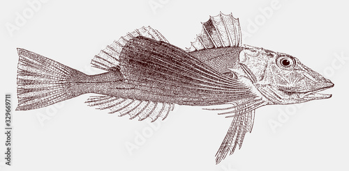 Striped searobin, prionotus evolans, a marine fish from the western atlantic: ocean in side view