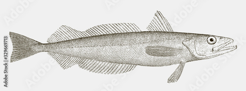 Silver hake merluccius bilinearis, marine fish from the Northwest Atlantic Ocean in side view photo