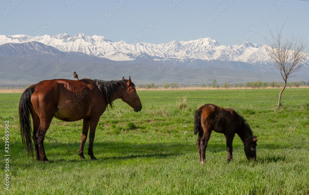 Obraz premium Horses graze in the vastness of Kazakhstan against the backdrop of mountains and snowy peaks