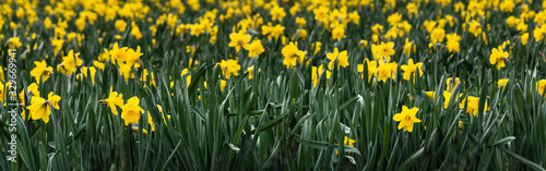 Field of bright yellow daffodils in full bloom, as a nature border
