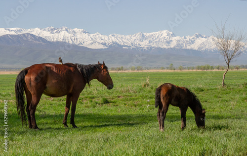 Horses graze in the vastness of Kazakhstan against the backdrop of mountains and snowy peaks