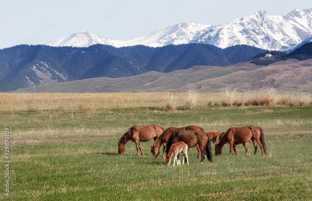 Horses graze in the vastness of Kazakhstan against the backdrop of mountains and snowy peaks Horses graze in the vastness of Kazakhstan against the backdrop of mountains and snowy peaks