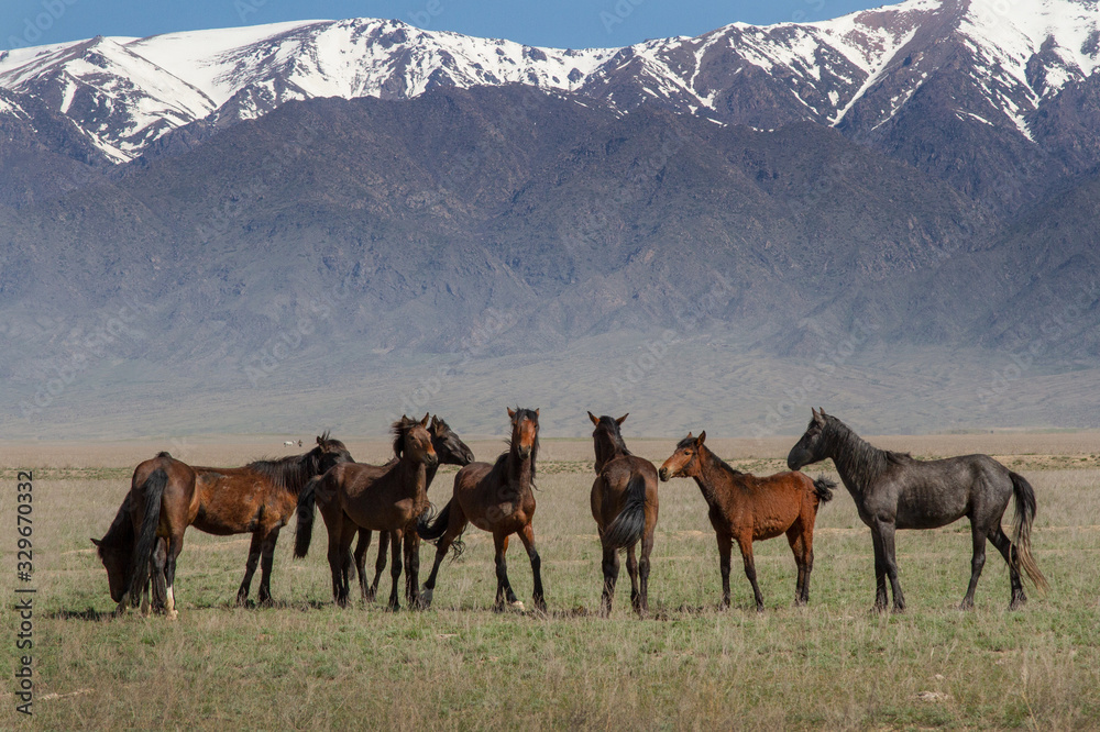 Horses graze in the vastness of Kazakhstan against the backdrop of mountains and snowy peaks