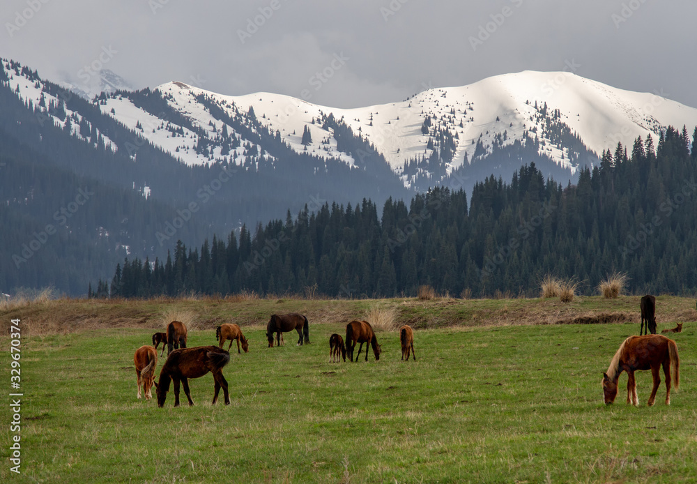 Obraz premium Horses graze in the vastness of Kazakhstan against the backdrop of mountains and snowy peaks