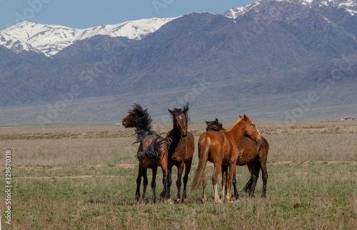 Horses graze in the vastness of Kazakhstan against the backdrop of mountains and snowy peaks