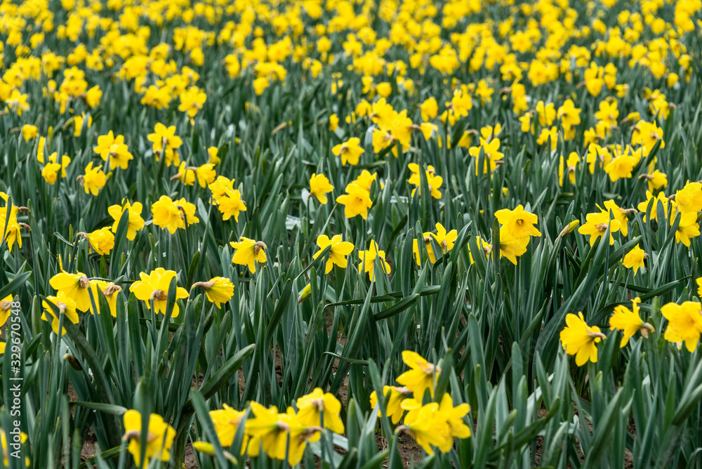 Fototapeta premium Field of bright yellow daffodils in full bloom, as a nature background