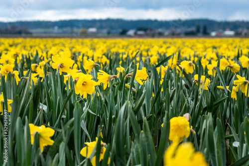 Fototapeta Naklejka Na Ścianę i Meble -  Field of bright yellow daffodils in full bloom, as a nature background