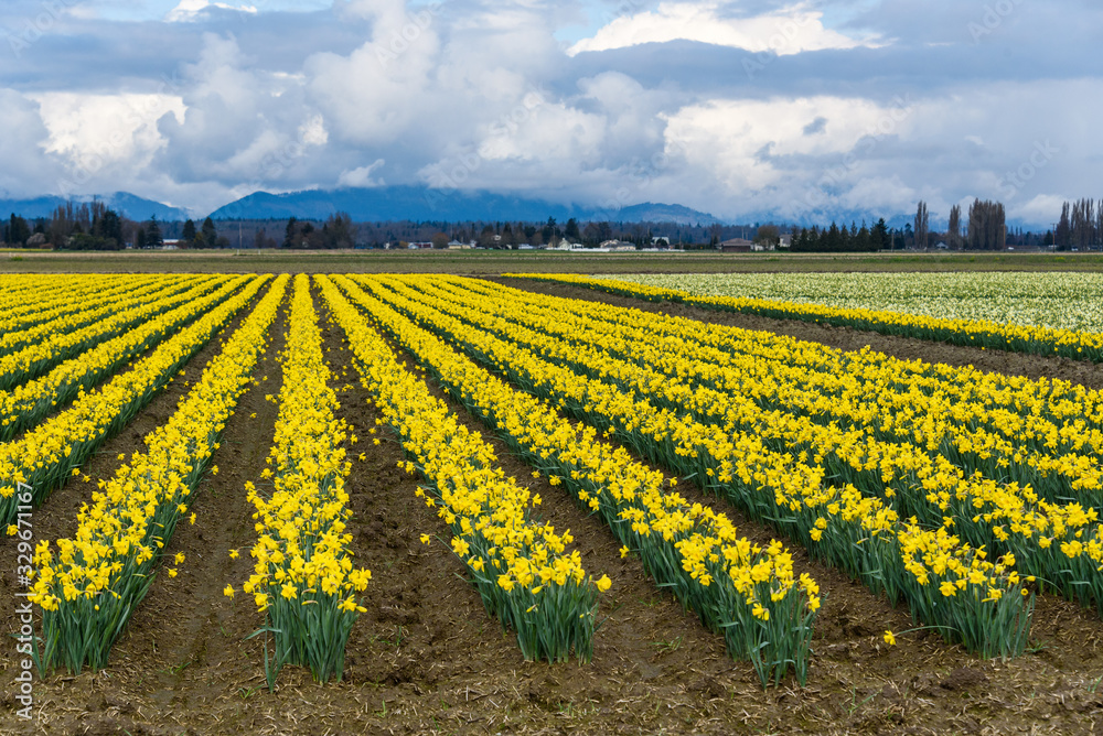 Field of bright yellow daffodils in full bloom, mountains and cloudy sky in the background Field of bright yellow daffodils in full bloom, mountains and cloudy sky in the background
